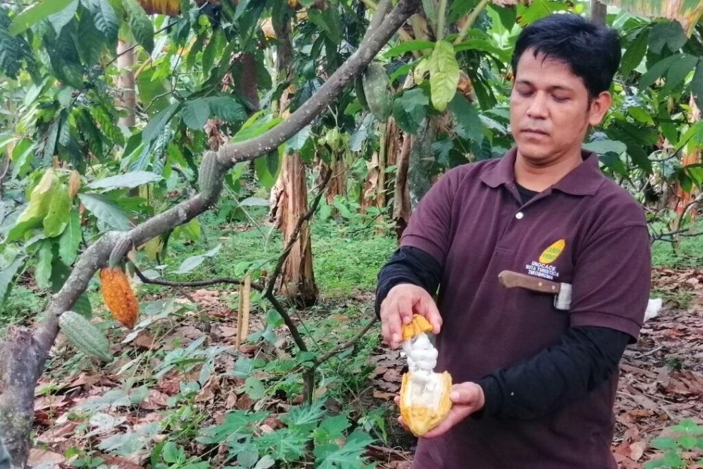 A tour guide shows people a large cacao bean near Guayaquil Ecuador