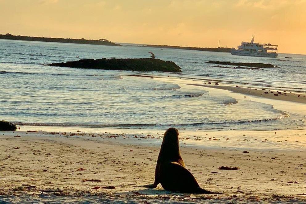 A sea lion watches a boat offshore at sunset on Isla Isabela, Galápagos