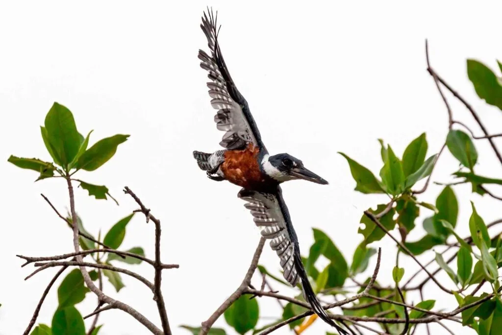 A red breasted bird with blue wings flies through the mangroves near Guayaquil, Ecuador