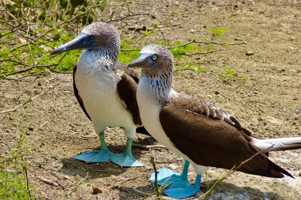 Two blue-footed boobies on a beach on Isla de la Plata, near Puerto Lopez, Ecuador