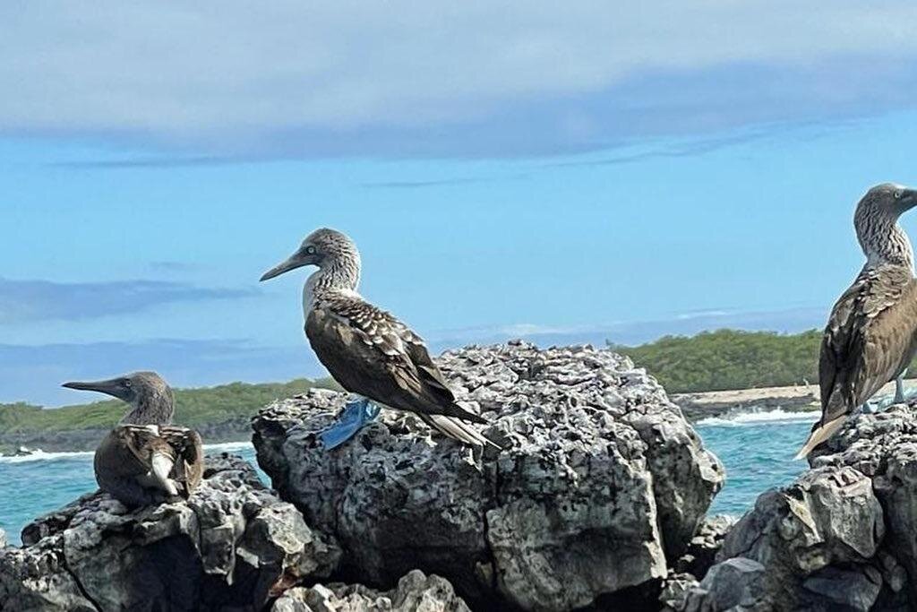 A blue-footed booby stands on jagged rocks by the sea on Isla Isabela, Galápagos