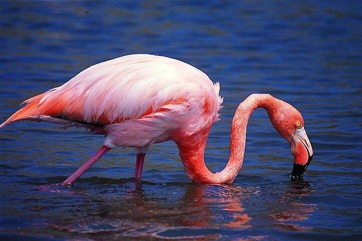 A flamingo takes a drink of water on Isla Isabela, Galápagos Islands