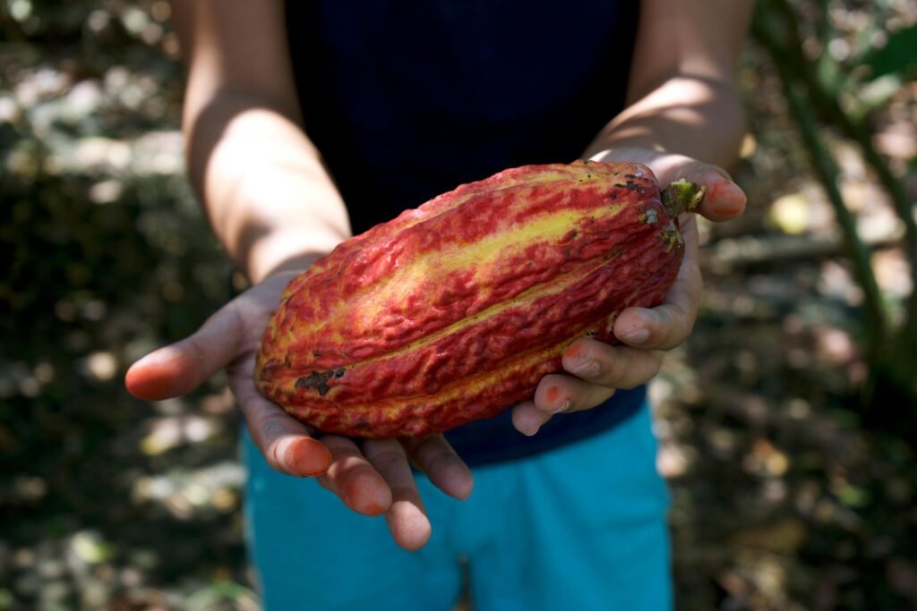 A person holds a huge red cacao bean in the forest, Ecuador, Wheely Tyred Best Guayaquil food tours