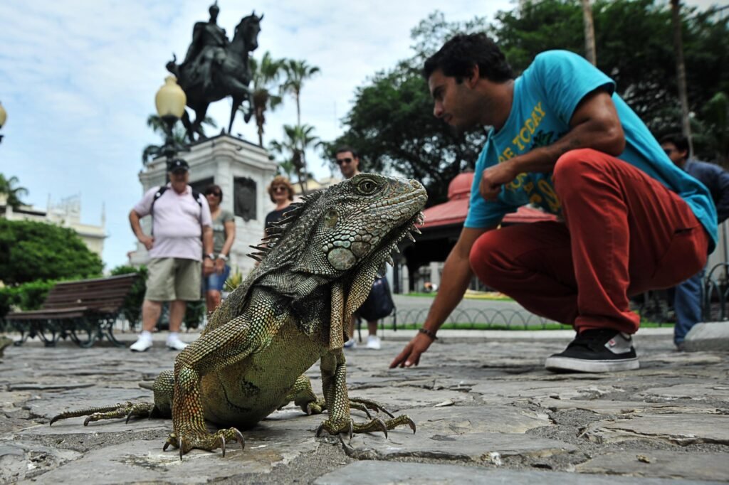 An iguana poses for the camera in Parque Seminario, with a statue and people behind it, in Guayaquil, Ecuador