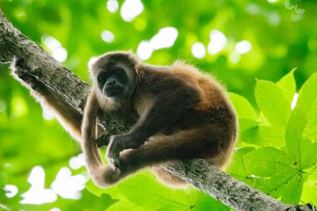 A capuchin monkey in a mangrove forest near Guayaquil, Ecuador