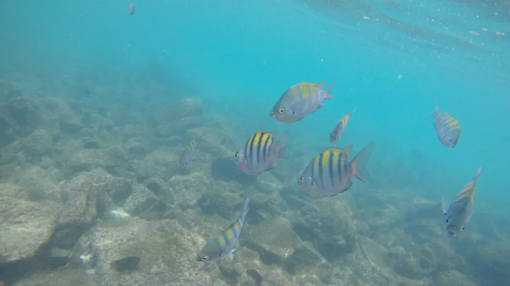 Rainbow fish swim through the Pacific Ocean off Santa Cruz, Galápagos