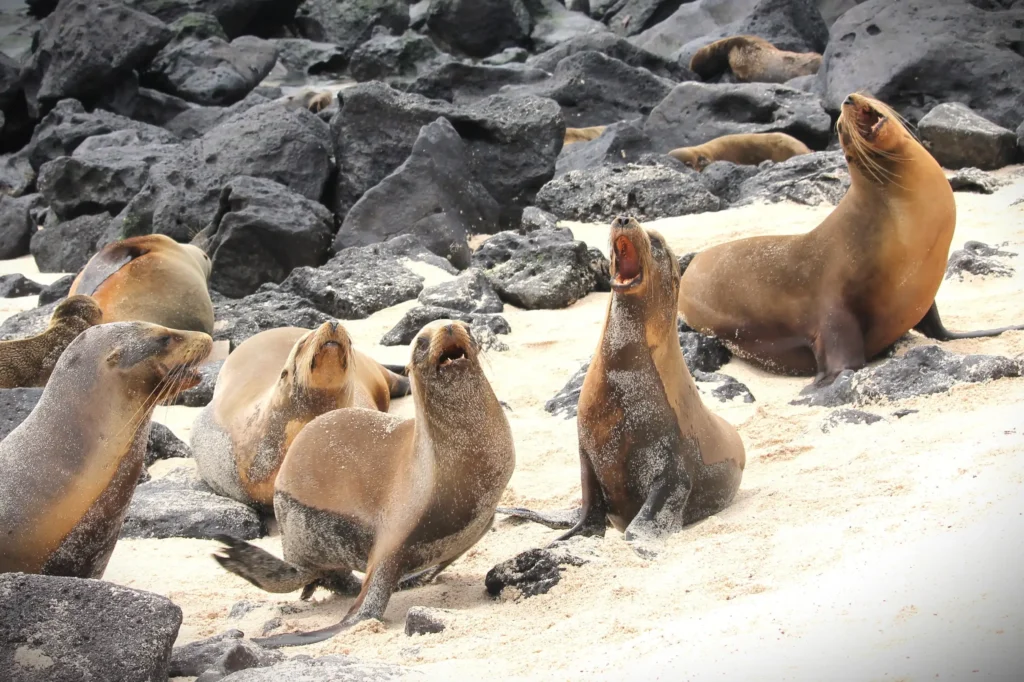 Sea lions howl on a beach on Isla Isabela, Galápagos Islands