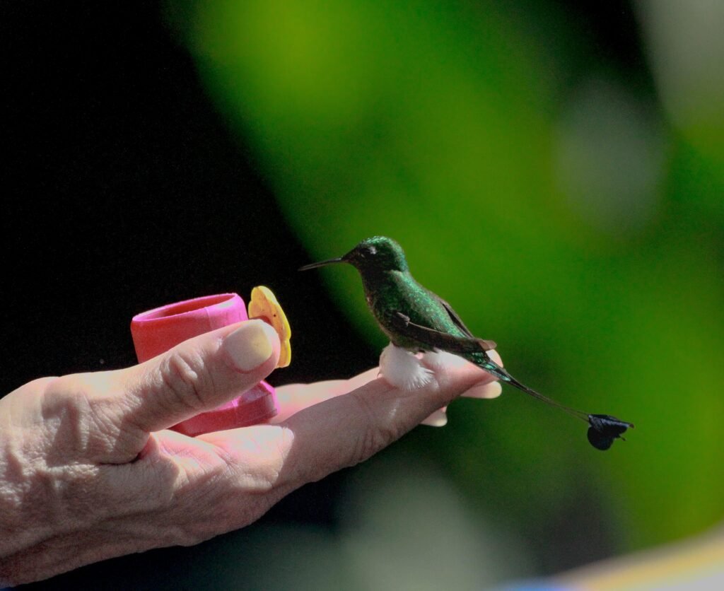 A tiny hummnigbird eats from a hand in Ecuador. Wheely Tyred Best Mindo food tours