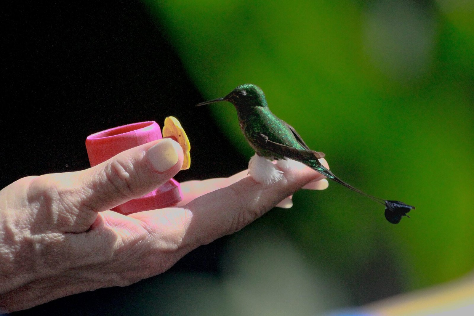 A tiny hummnigbird eats from a hand in Mindo, Ecuador