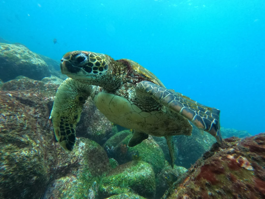 A sea turtle swims through blue water off Santa Cruz, Galápagos