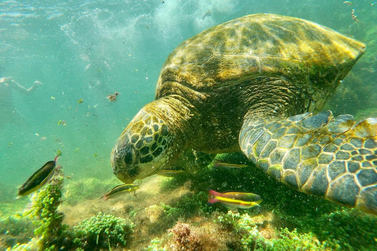 A sea turtle swims through a reef in the Pacific, Galápagos Islands