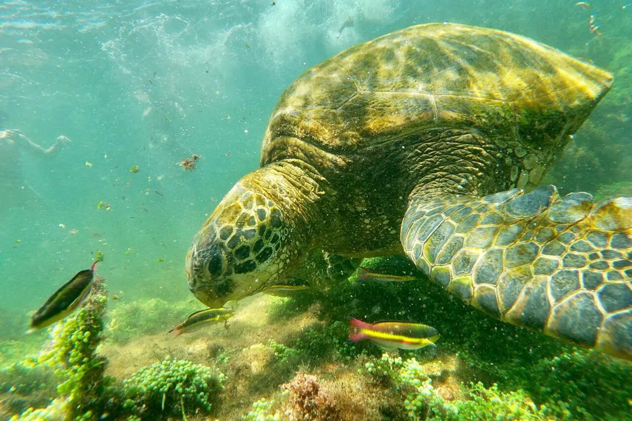 A sea turtle swims through a reef in the Pacific, Galápagos Islands