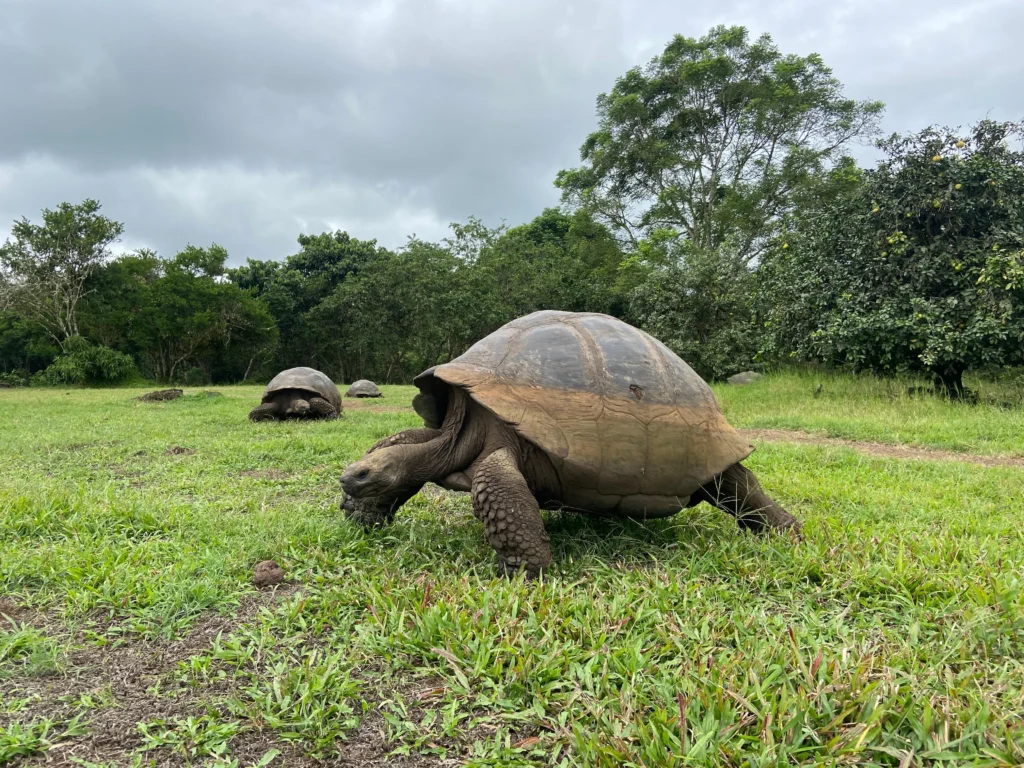 A giant tortoise at the Charles Darwin Research Centre on the Galápagos Islands