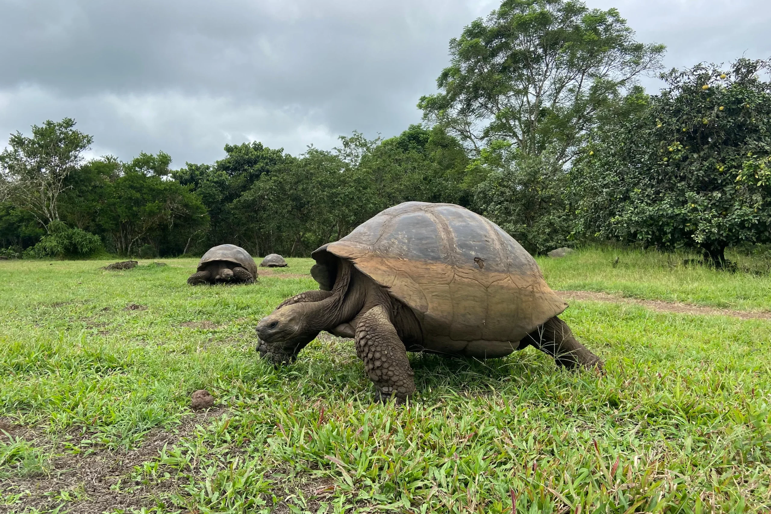 A giant tortoise at the Charles Darwin Research Centre on the Galápagos Islands