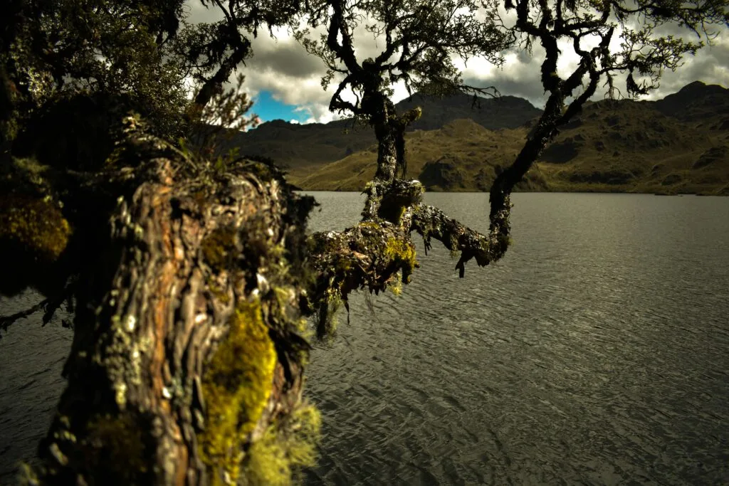 A detail of a moss covered tree by the main lake surrounded by paramo in Cajas National Park, near Cuenca, Ecuador
