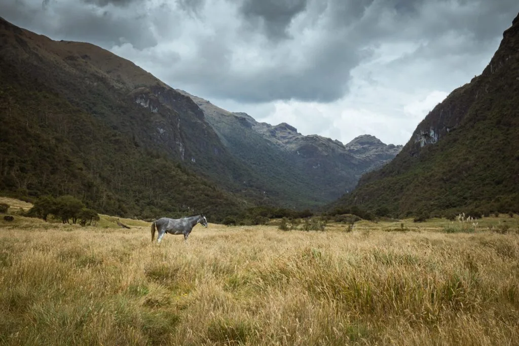 A grey horse in meadow in a deep valley under Cajas National Park, near Cuenca, Ecuador