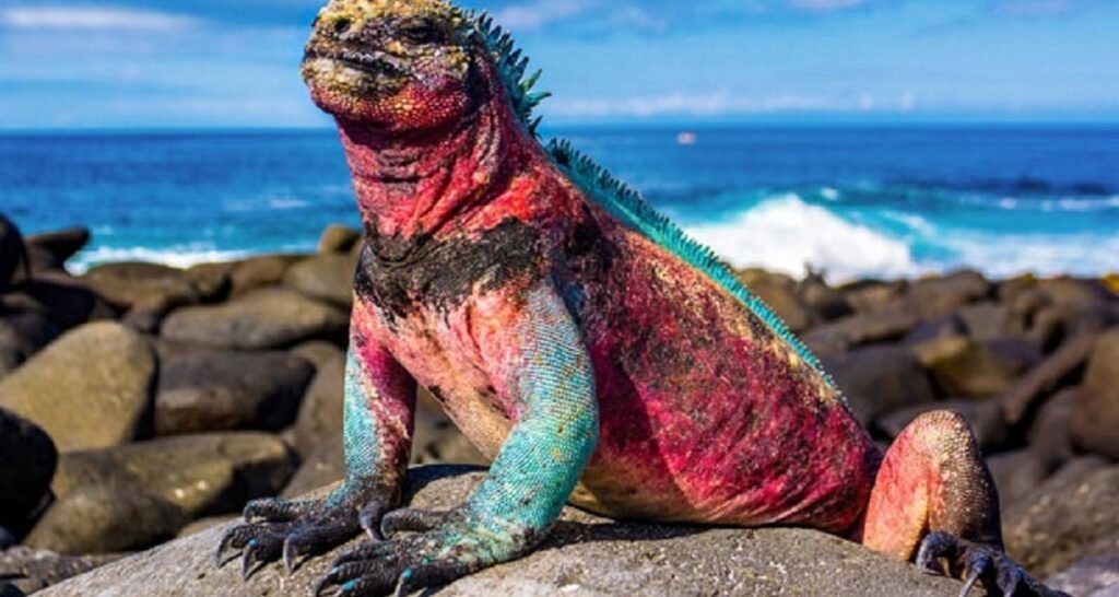A huge multicoloured marine iguana sits in the sun on a beach in the Galápagos, Ecuador