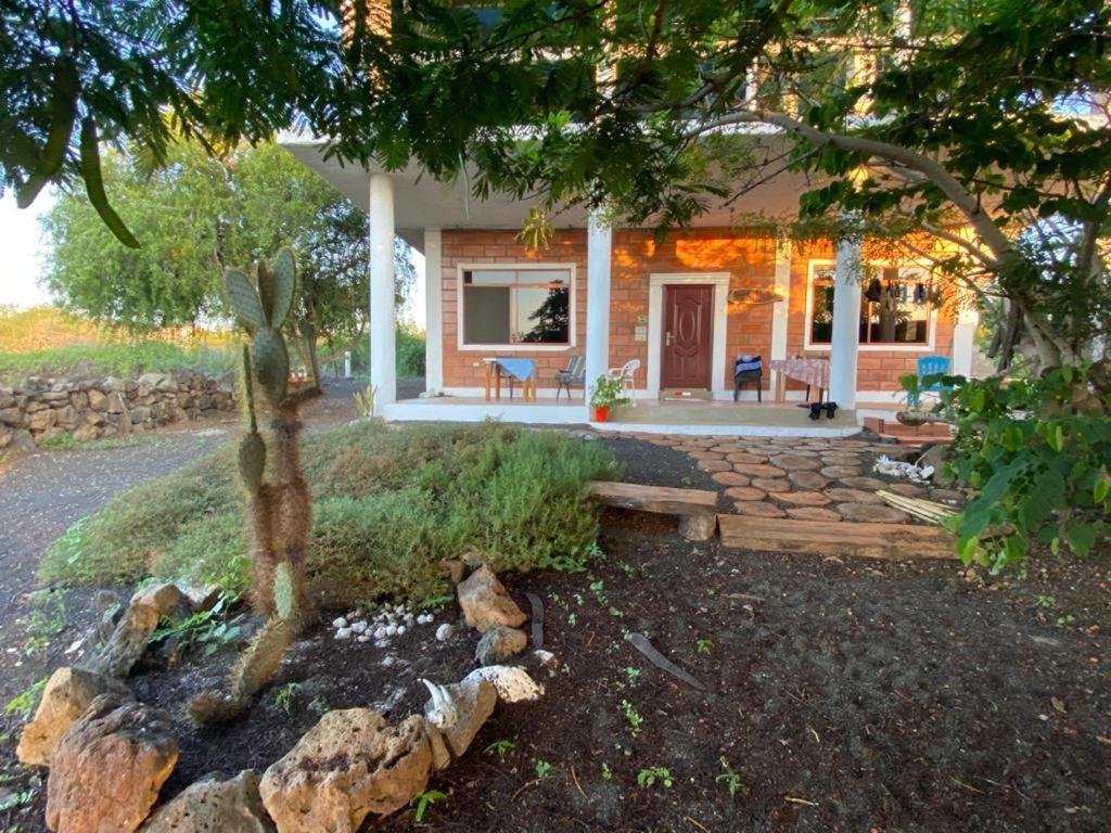 The garden of the Black Beach House is full of cacti on Floreana Island, Galapagos Islands, Ecuador