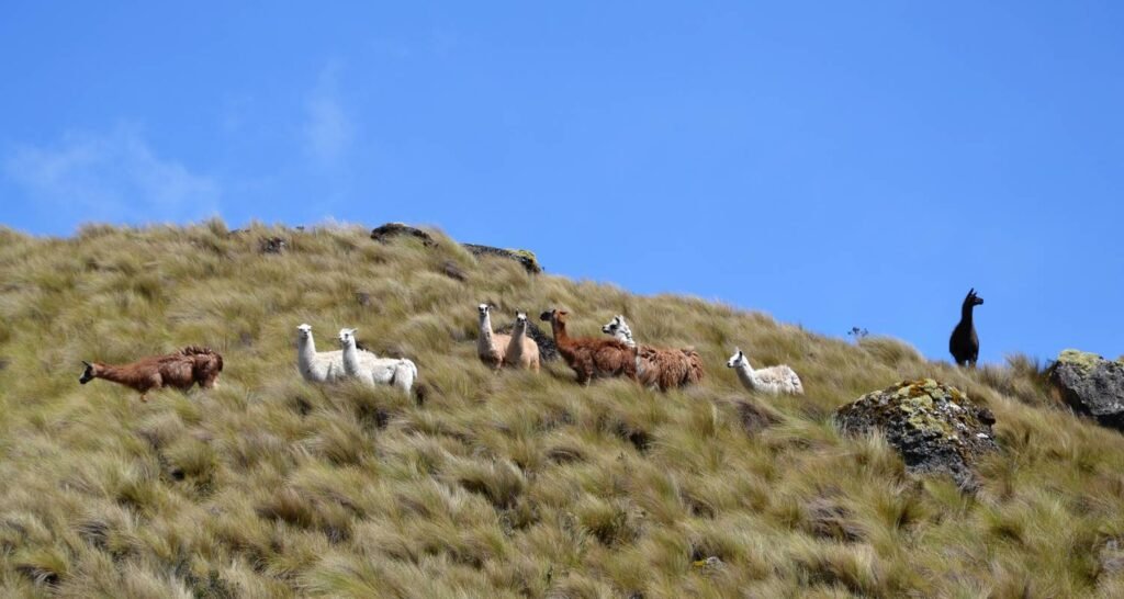 LLamas clamber over a grassy hill in Cajas, Cuenca, Ecuador. Wheely Tyred Best Loja multi-day tours