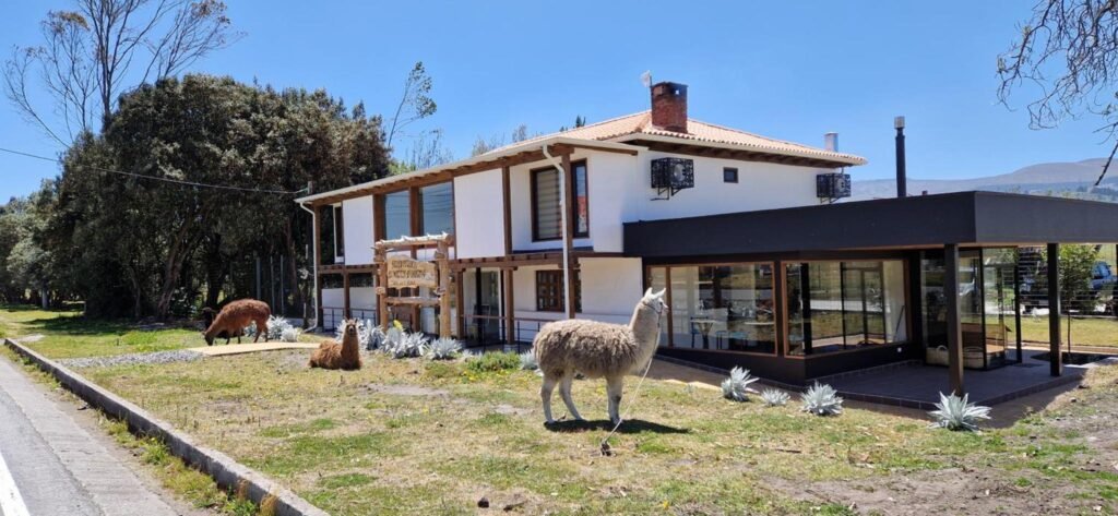 Vicunas stand outside La Maison d'Urbina hotel, near Chimborazo, Ecuador