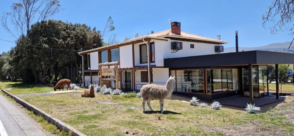 Vicunas stand outside La Maison d'Urbina hotel, near Chimborazo, Ecuador