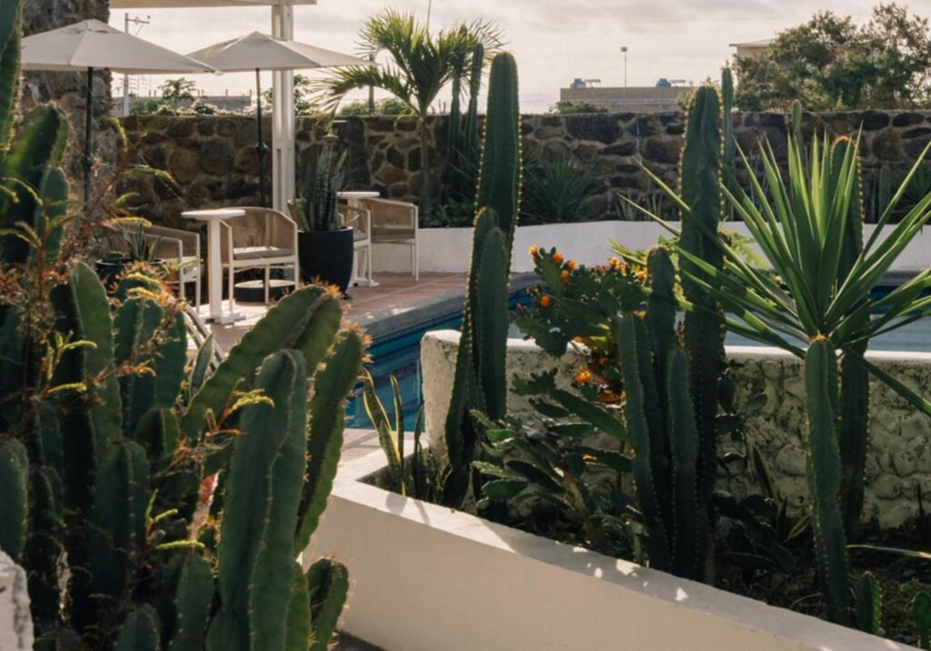 The garden of Hotel Pimampiro is full of cacti in Puerto Baquerizo Moreno, San Cristobal, Galapagos, Ecuador