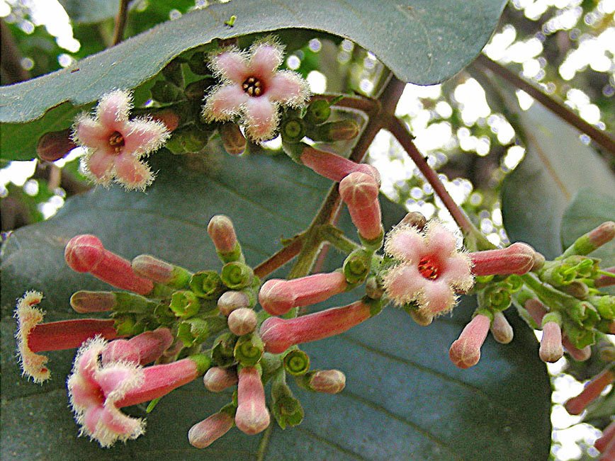 The pink flowers of the Cinchona tree