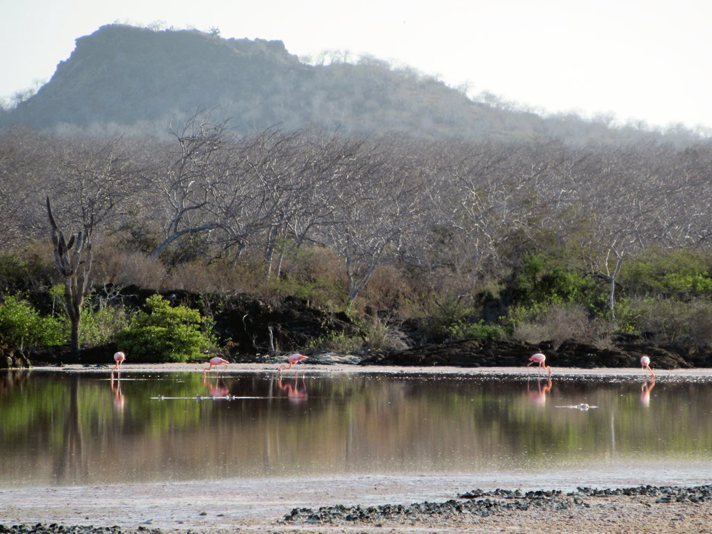 Pink flamingos frequent the shallow lagoon at Punta Cormorant on Floreana Island, Galapagos Islands, Ecuador.