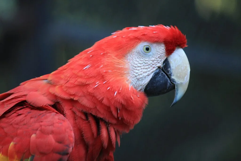 A red and green macaw sits on a rock in Yasuní, Ecuador.