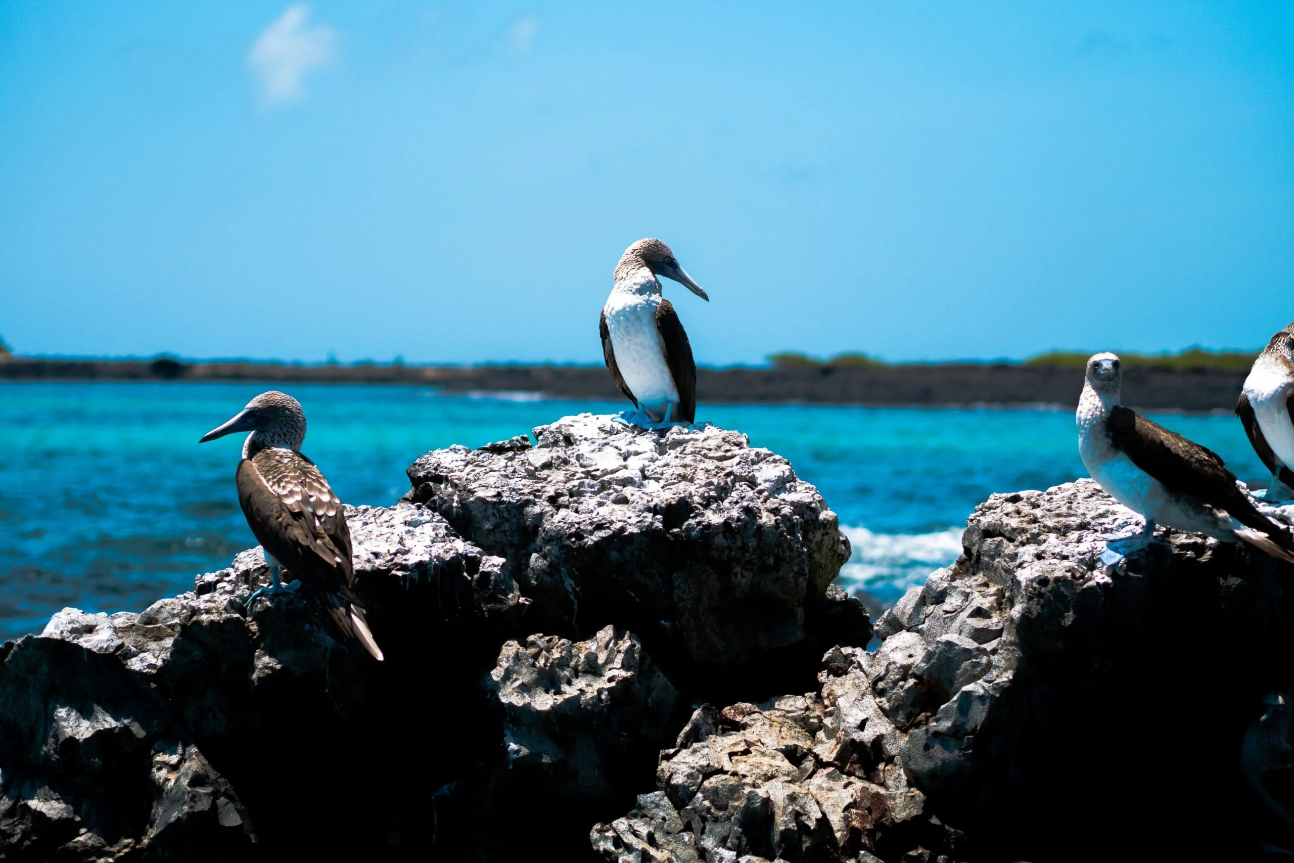 Seabirds sit on a rock with the Pacific Ocean behind them on the Galápagos Islands