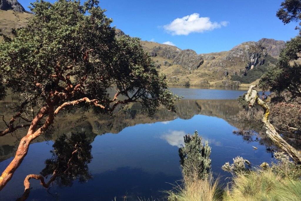 A Polylepis tree hangs over a lake in the paramo of Cajas National Park, Cuenca, Ecuador