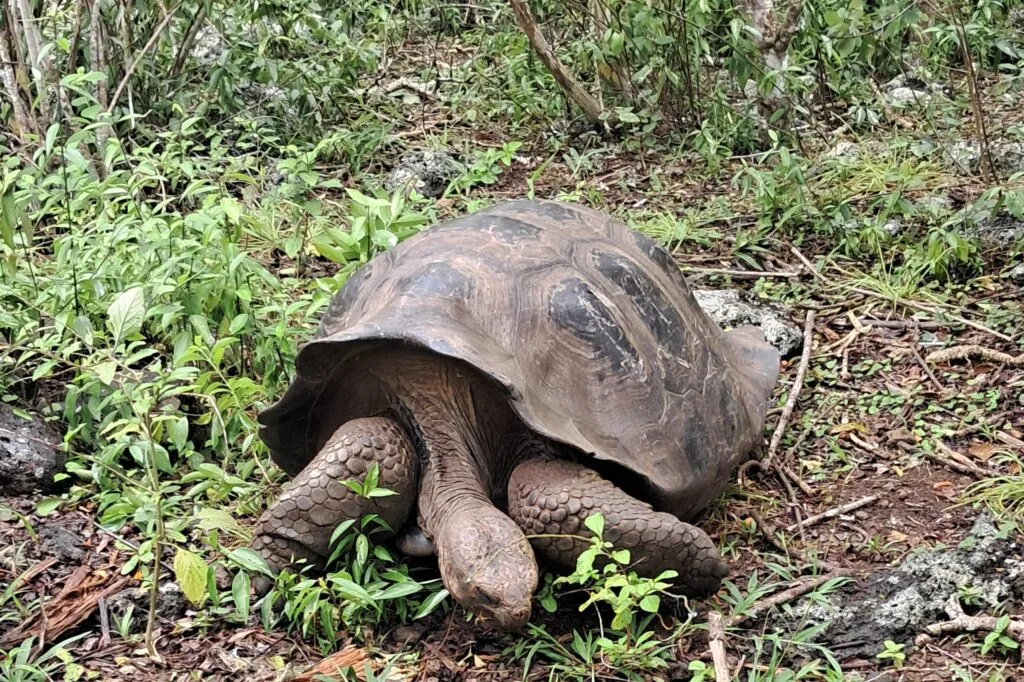 A Galápagos giant tortoise eats grass on one of the islands in Ecuador