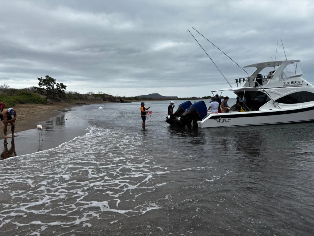 A group of people do a wet landing from a boat onto a beach with flamingoes on Floreana Island, Galapagos, Ecuador