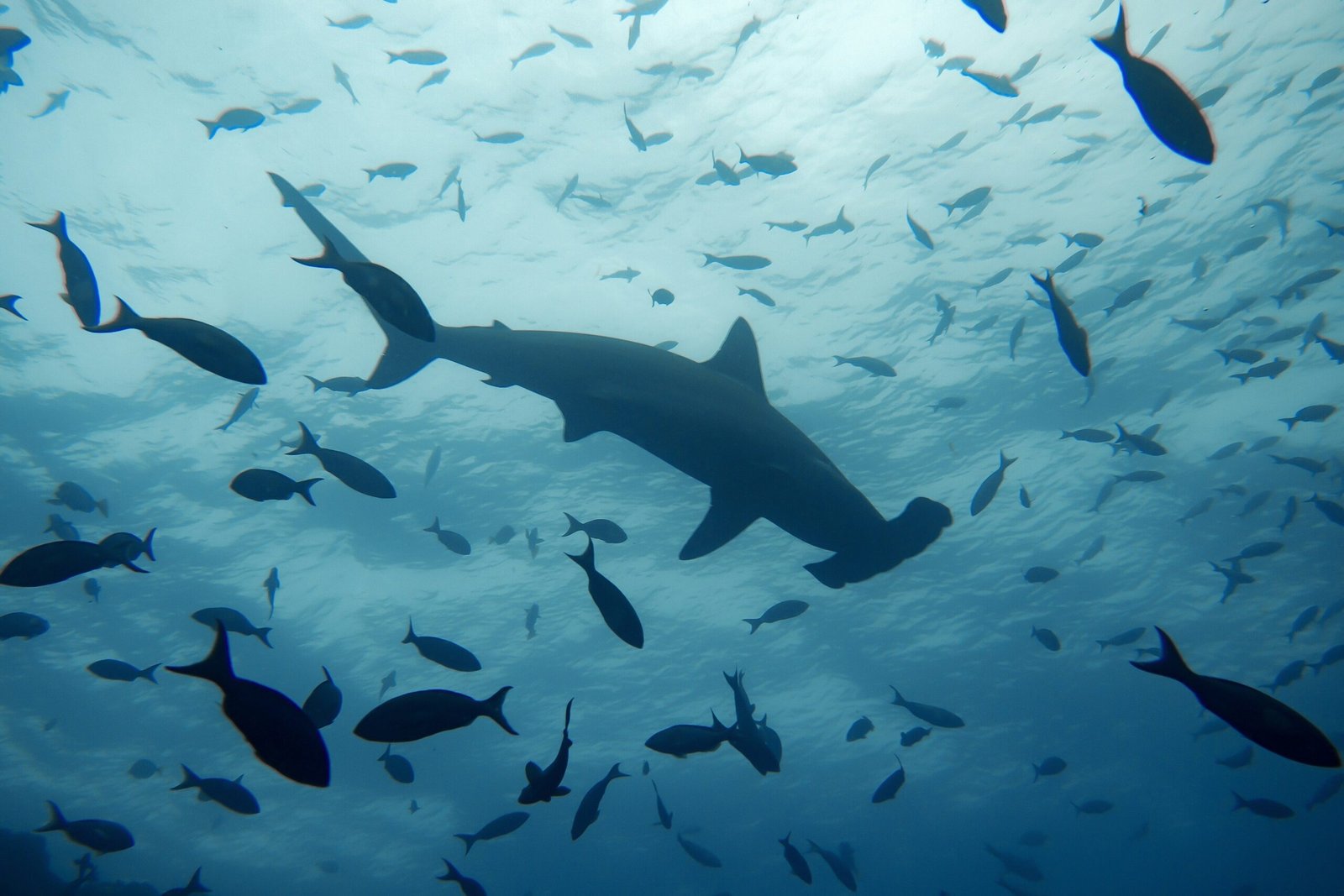 Hammerhead sharks swim within a school of other fish in the Pacific Ocean.