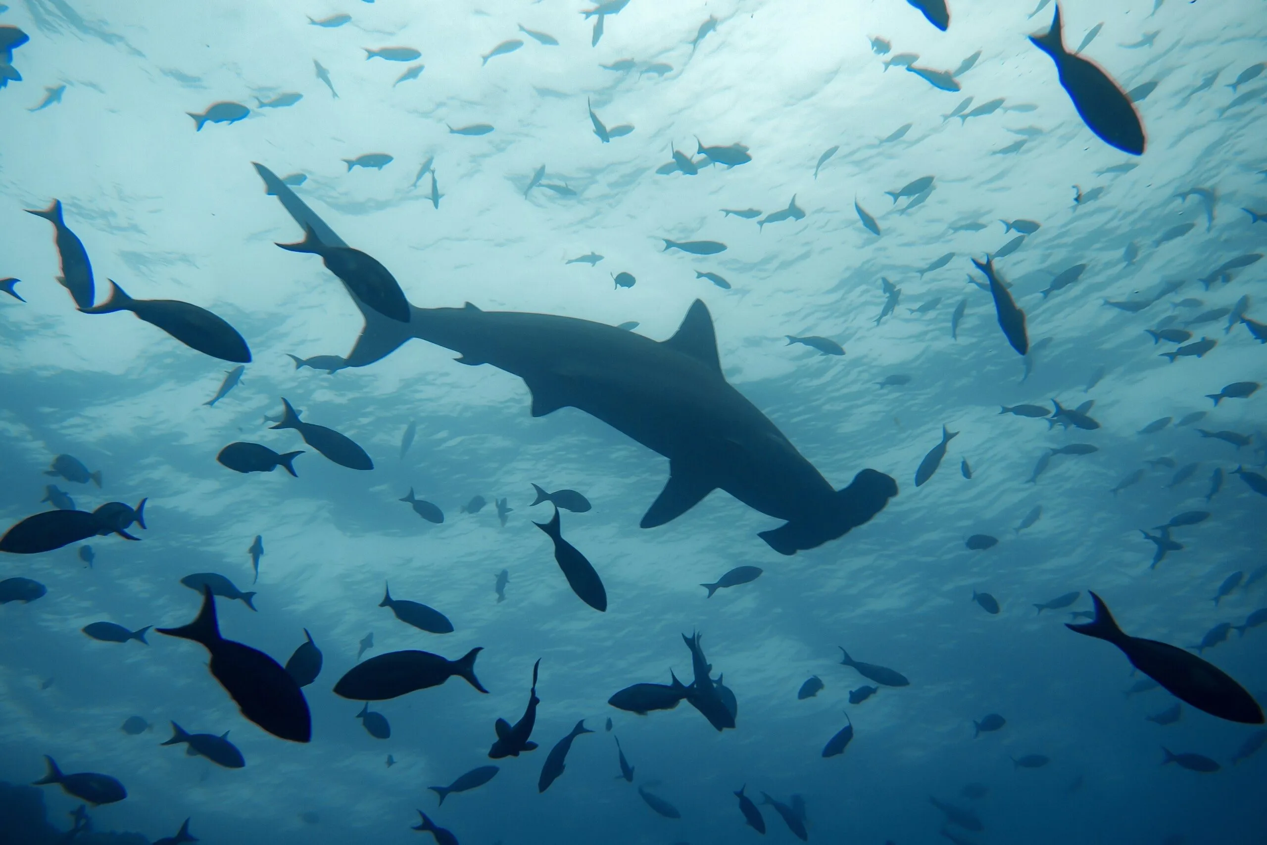 Hammerhead sharks swim within a school of other fish in the Pacific Ocean.