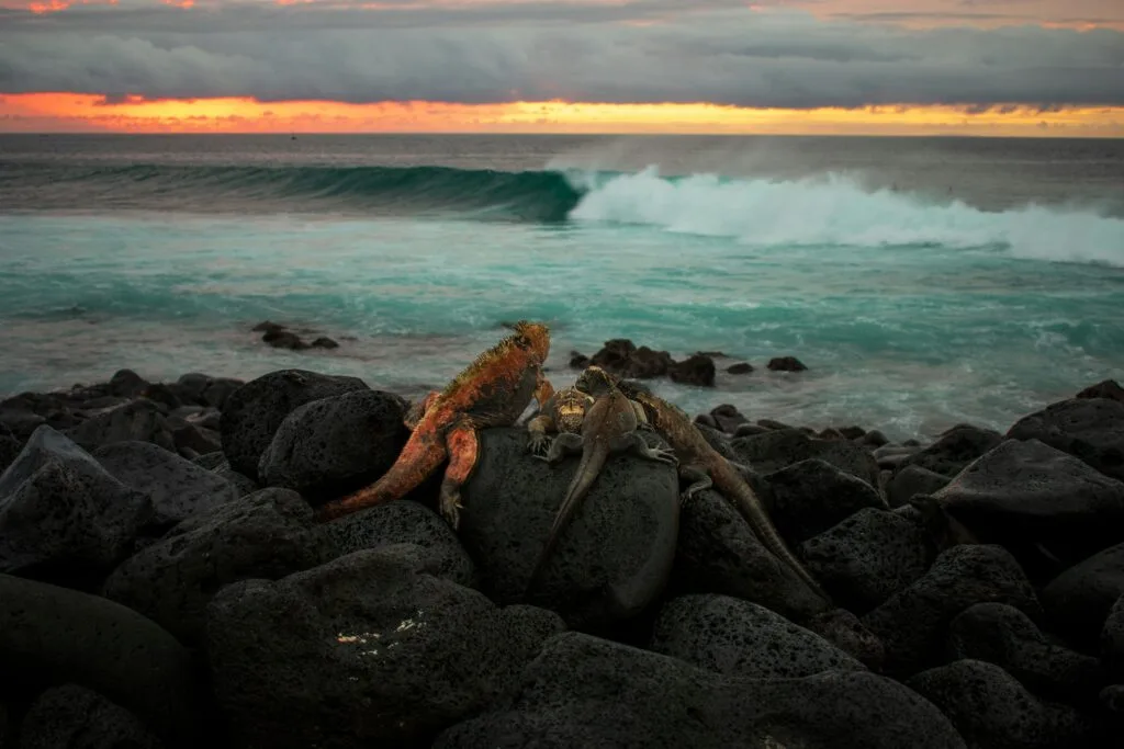 A small group of marine iguanas watch the waves at sunset on San Cristóbal, Galapagos, Ecuador