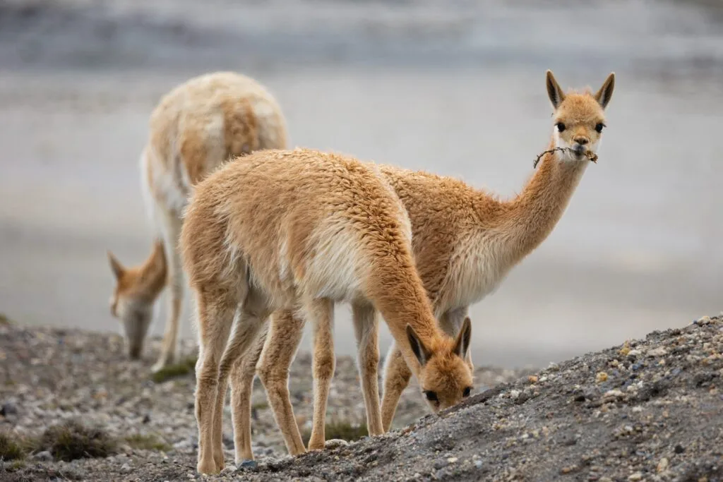 A vicuna looks at the camera on Chimborazo, Ecuador