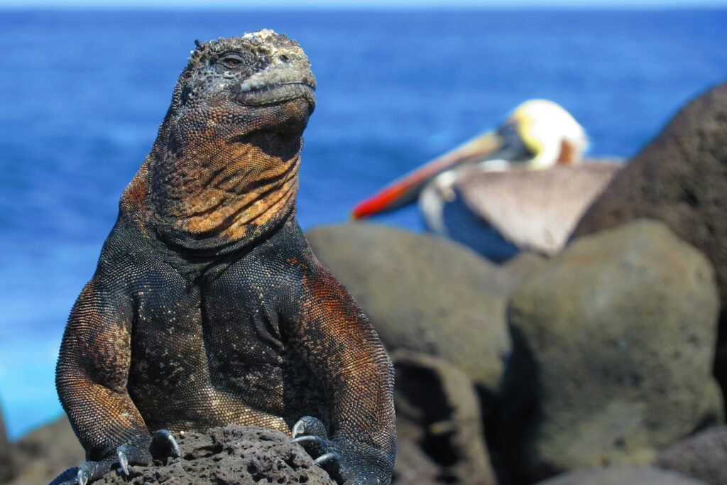 A marine iguana and pelican on the Galápagos Islands. Wheely Tyred travel insurance for Ecuador