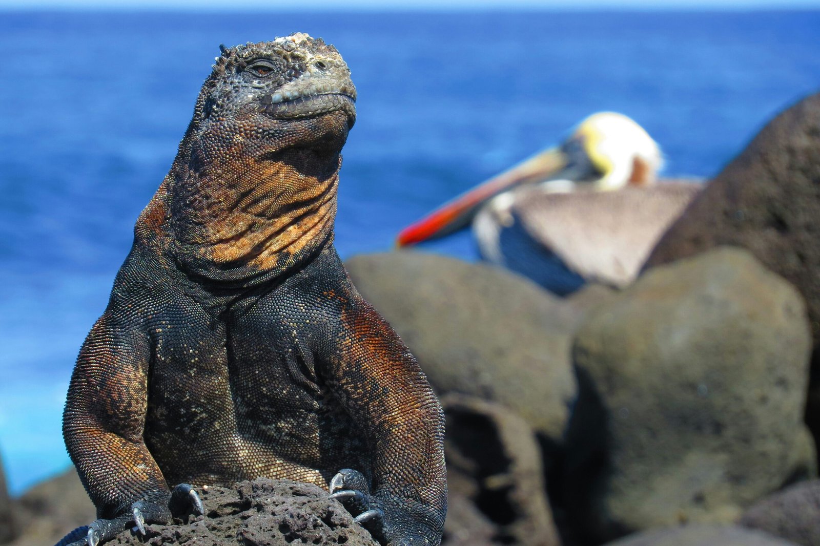 A marine iguana and pelican on the Galápagos Islands