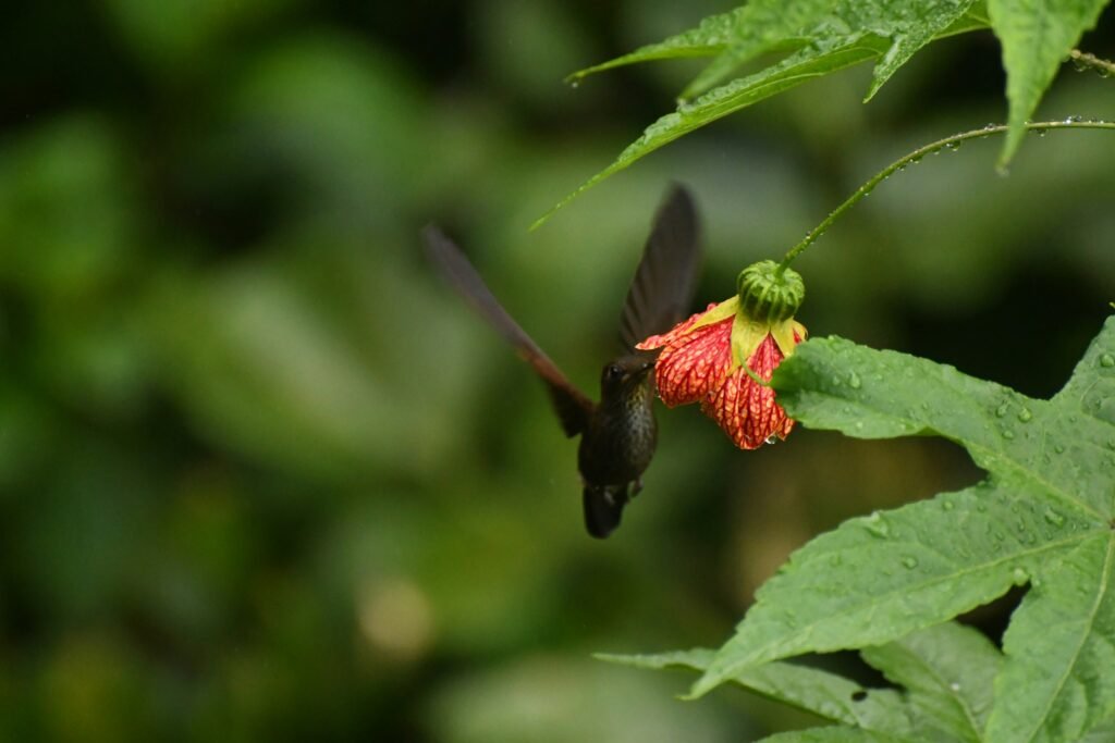 A black hummingbird floats beside a red flower in the Amazon, Ecuador