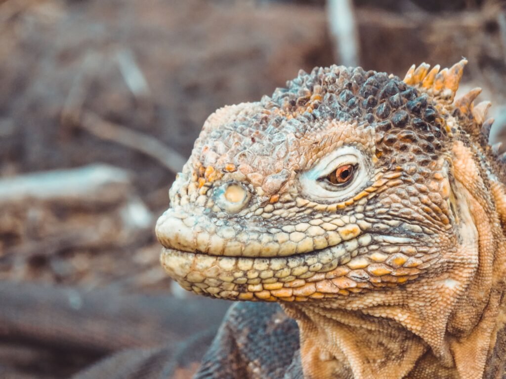 A close up of a yellow marine iguana on the Galápagos Islands, Ecuador