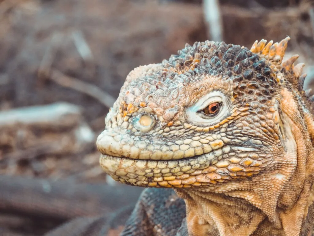 A close up of a yellow marine iguana on the Islands, Ecuador. Wheely Tyred pack for independent travel in the Galápagos