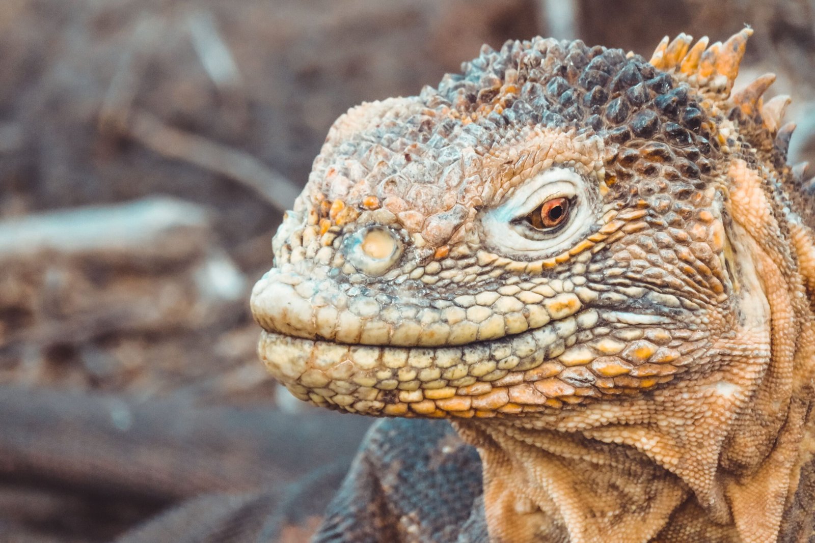 A close up of a yellow marine iguana on the Galápagos Islands, Ecuador