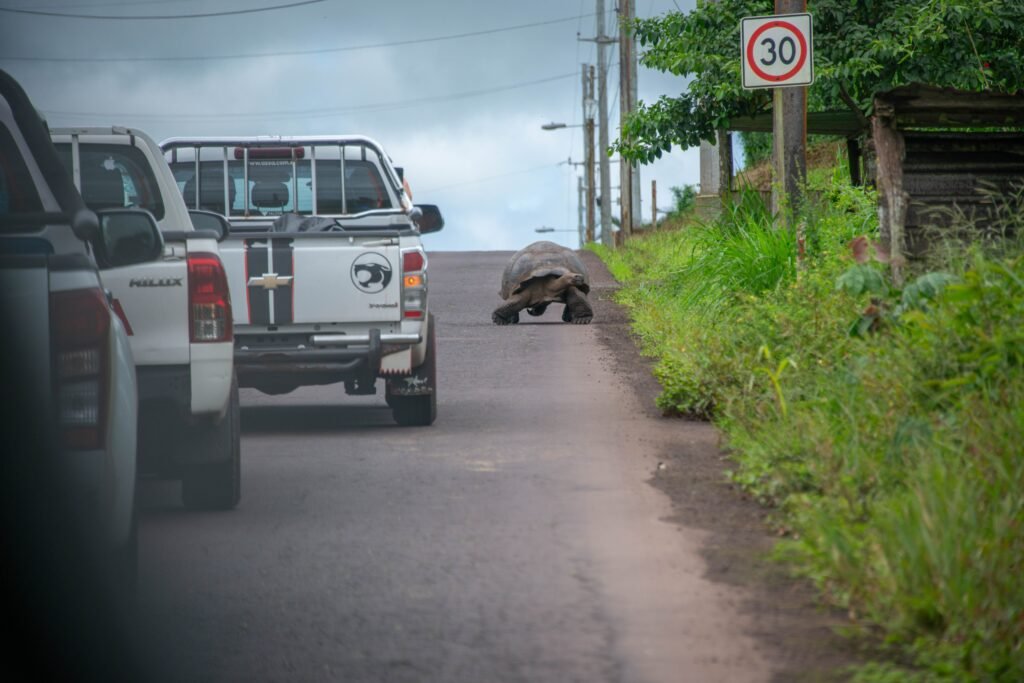 A Galápagos giant tortoise walks along a road with white pickup trucks driving along it.