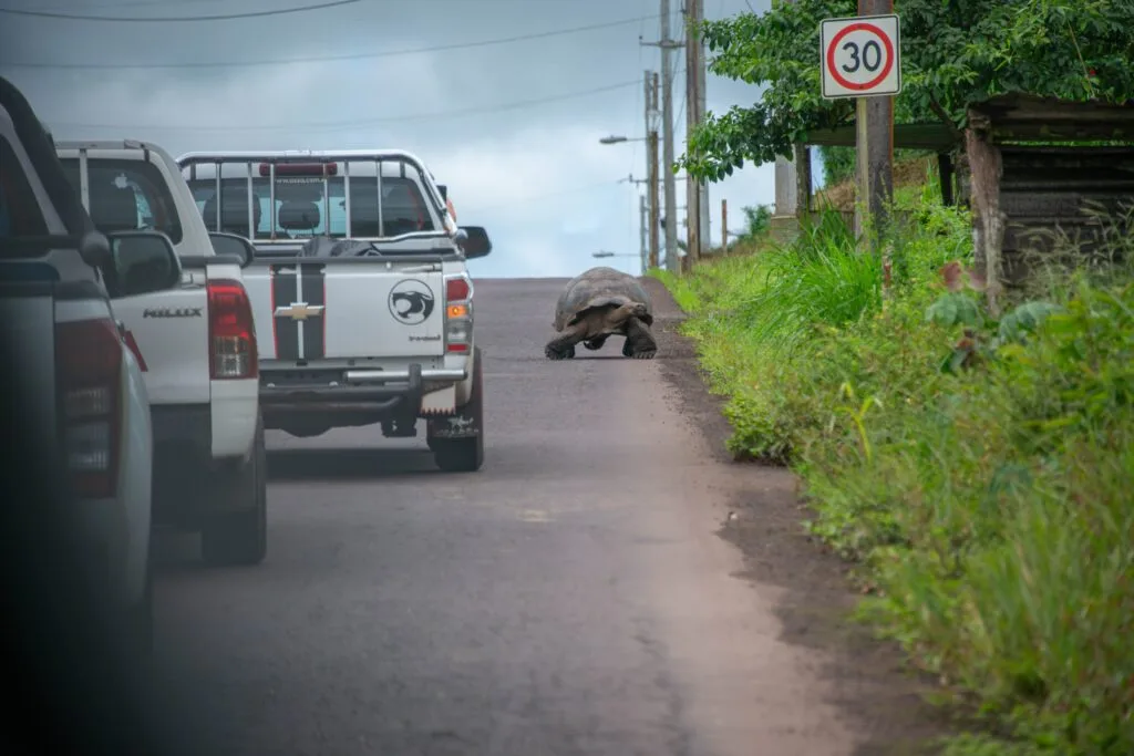 A Galápagos giant tortoise walks along a road with white pickup trucks driving along it.