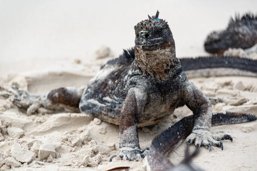 A marine iguana covered in sand on a beach on Isla Floreana, Galápagos, Ecuador