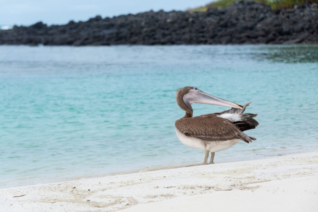A pelican cleans it wing with its beak ona beach with blue water on Isla Floreana, Galápagos, Ecuador