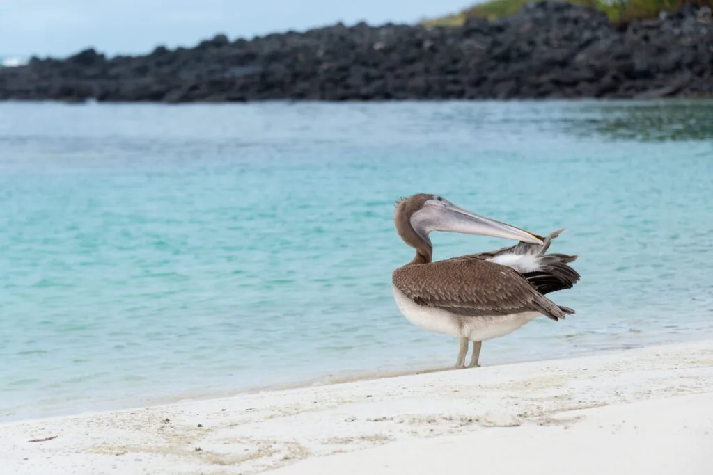 A pelican cleans it wing with its beak ona beach with blue water on Isla Floreana, Galápagos, Ecuador