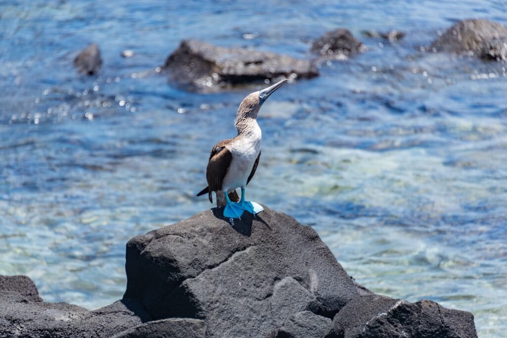 A blue-footed boobie looks around on rocks on Floreana Island, Galápagos, Ecuador