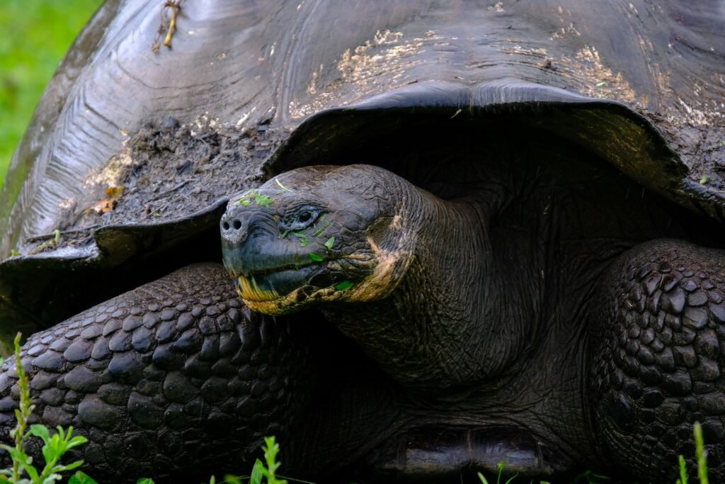 A close up of a Galápagos giant tortoise on Isla Floreana, Ecuador